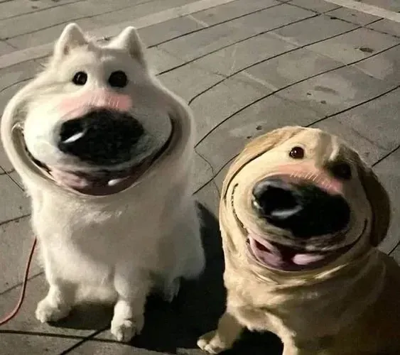 100+ ảnh meme con chó hài hước nhất · ảnh 1