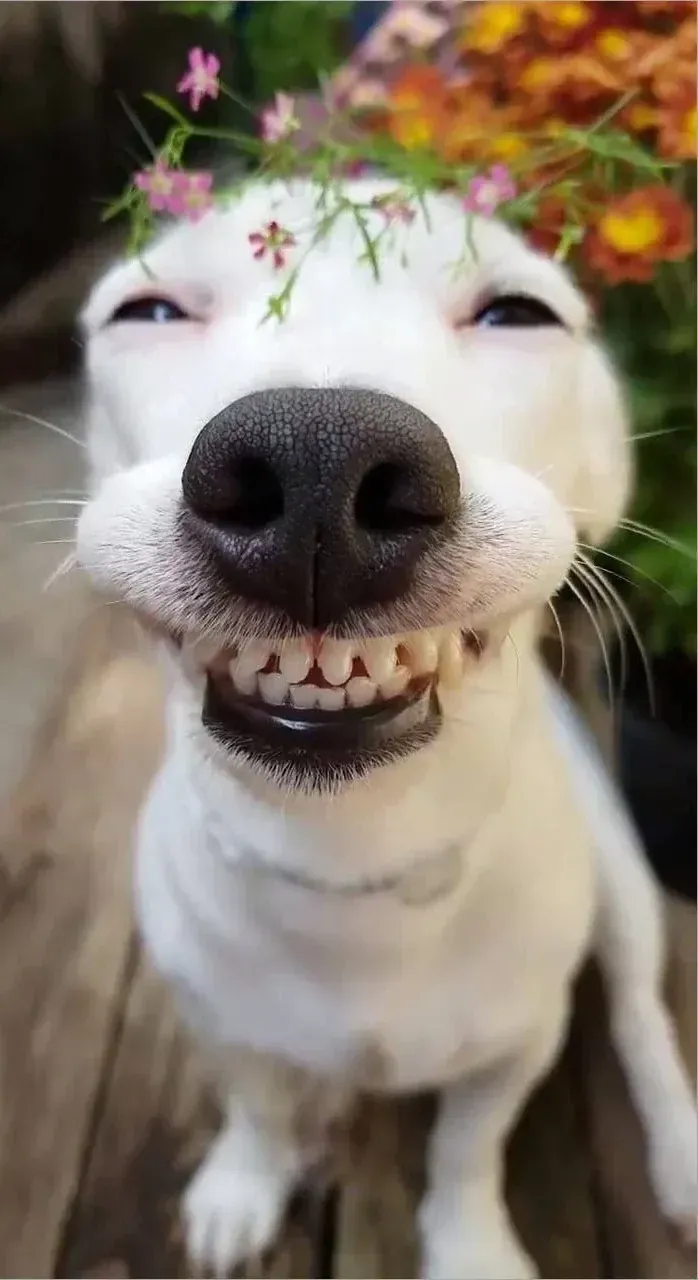 100+ ảnh meme con chó hài hước nhất · ảnh 3