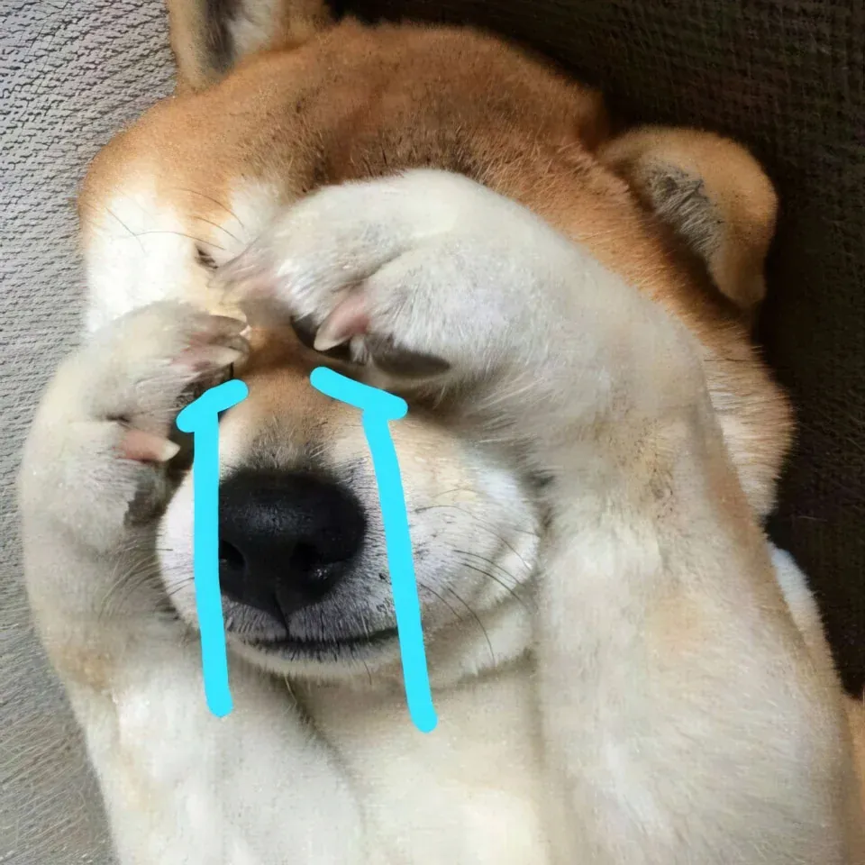 100+ ảnh meme con chó hài hước nhất