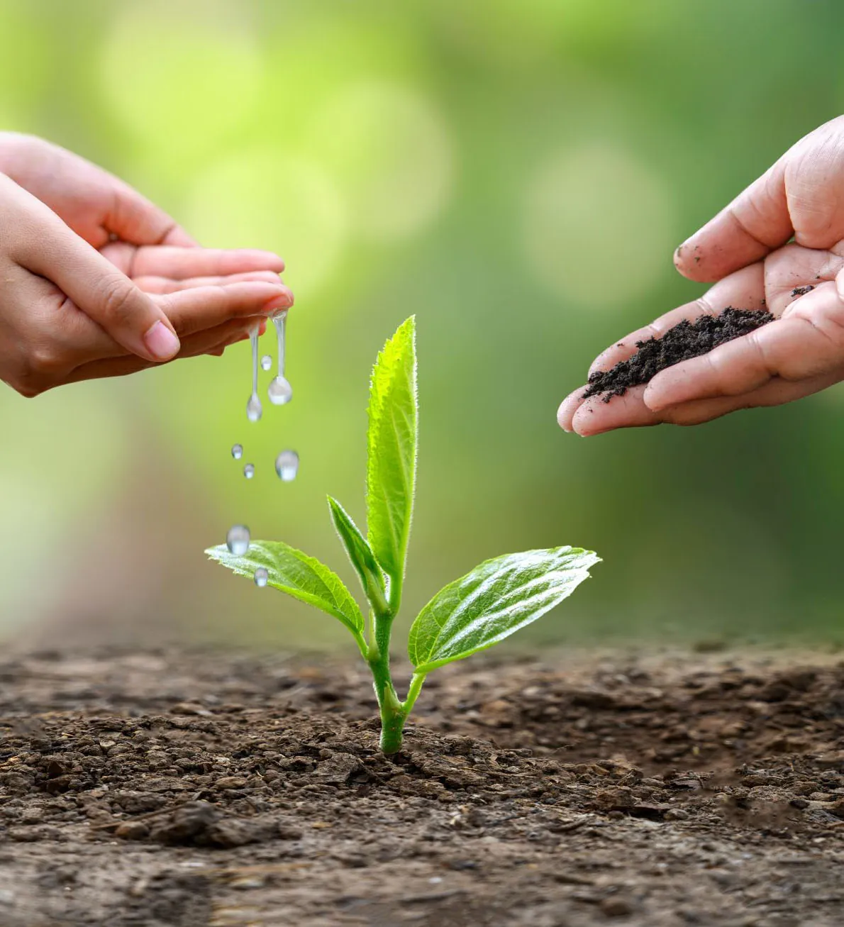 100+ hình ảnh bảo vệ môi trường sống động · ảnh 1