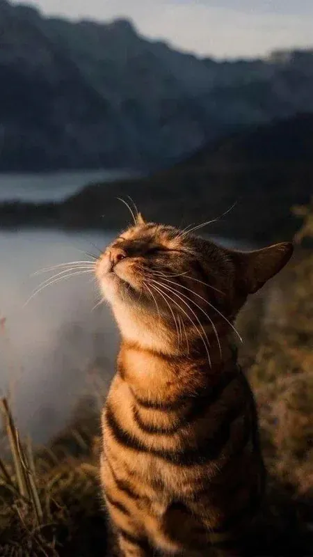 300+ ảnh ngộ nghĩnh ảnh mèo cute siêu đáng yêu khiến triệu người mê mẩn · ảnh 3